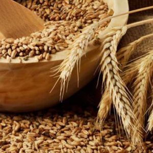 Indian Milling Wheat (Lokwan/Sharbati)